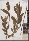 Foto von Salix cinerea L. x Salix viminalis L.